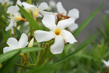 Nerium oleander in bloom, White siplicity bunch of flowers and green leaves on branches, Nerium Oleander shrub white flowers, ornamental shrub branches in daylight, bunch of flowers closeup