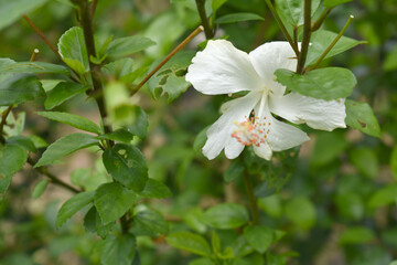 Beautiful flower of Shoeblack on plant, flower, white Shoeblackplant flower, shoeblackplant flowers bloom among its dense leaves, Beautiful big white flower closeup, Chakwal, Punjab, Pakistan