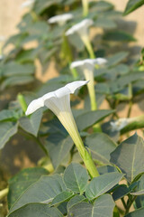Datura or jimson weed flower closeup, Datura flower, also known as moonflower and jimson weed....