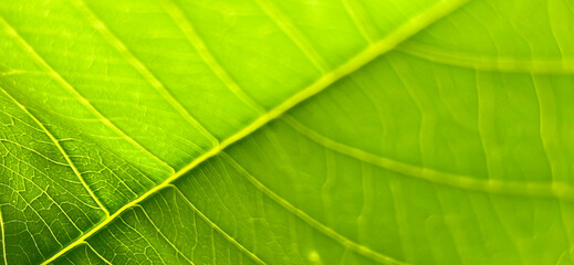Close-up image showcasing the intricate details and texture of a green leaf. Natural premium photos for fresh and modern backgrounds.