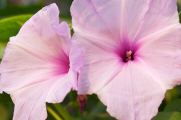 Ipomoea carnea, Ipomoea carnea, the pink morning glory is a species of morning glory that grows as a bush, A close view of Ipomoea carnea flower in nature, Chakwal, Punjab, Pakistan