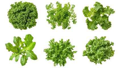 Naklejka premium Fresh Kale Leaves Collection Isolated on a Transparent Background Generative AI