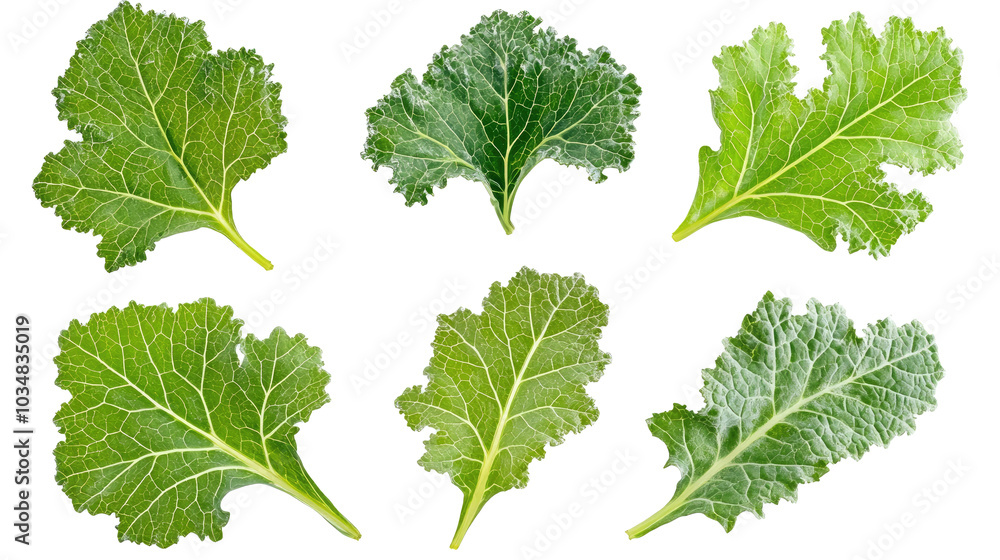 Aufkleber fresh kale leaves arranged in a collection on a transparent background generative ai