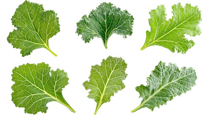 Fresh Kale Leaves Arranged in a Collection on a Transparent Background Generative AI