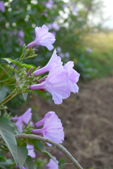 Ipomoea carnea, Ipomoea carnea, the pink morning glory is a species of morning glory that grows as a bush, A close view of Ipomoea carnea flower in nature, Chakwal, Punjab, Pakistan