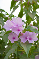 Ipomoea carnea, Ipomoea carnea, the pink morning glory is a species of morning glory that grows as a bush, A close view of Ipomoea carnea flower in nature, Chakwal, Punjab, Pakistan