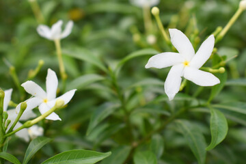Jasminum sambac (Arabian jasmine or Sambac jasmine) is a species of jasmine native to tropical Asia, white flowers star shape on dark green background, closeup, small white flower, flowers blooming
