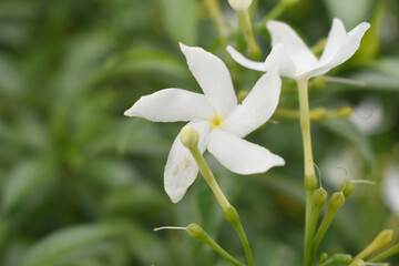 Fototapeta premium Jasminum sambac (Arabian jasmine or Sambac jasmine) is a species of jasmine native to tropical Asia, white flowers star shape on dark green background, closeup, small white flower, flowers blooming