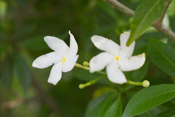 Jasminum sambac (Arabian jasmine or Sambac jasmine) is a species of jasmine native to tropical Asia, white flowers star shape on dark green background, closeup, small white flower, flowers blooming