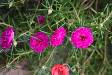 Portulaca grandiflora or moss rose purslane flower closeup, Closeup red moss rose purslane (portulaca grandiflora) flowers in garden tropical, delicate dreamy of beauty of nature with green leaves