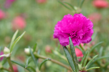Portulaca grandiflora or moss rose purslane flower closeup, Closeup red moss rose purslane (portulaca grandiflora) flowers in garden tropical, delicate dreamy of beauty of nature with green leaves