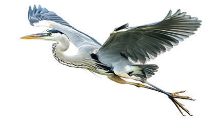 A great blue heron stands gracefully by the water, showcasing its striking feathers and long beak in a beautiful natural setting