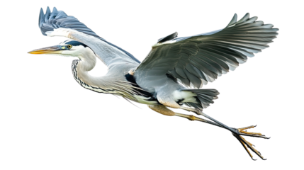 A great blue heron stands gracefully by the water, showcasing its striking feathers and long beak in a beautiful natural setting