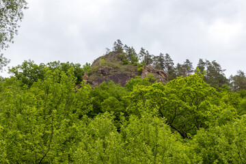 nature park , spring mood and a walk through the forest on a sunny day