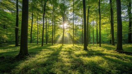 Naklejka premium Sunlight Filtering Through Lush Green Forest