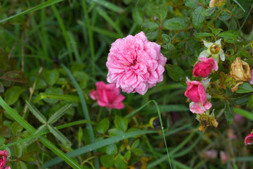 Beautiful pink rose flower closeup in garden, A very beautiful rose flower bloomed on the rose tree, Rose flower, bloom flowers, Natural spring flower,  Nature