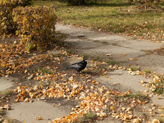 Black rooks walk on grass and dry leaves in autumn. Black birds rooks on a clearing in the park. Background. City birds.