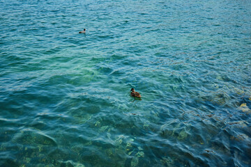 Obraz premium Ducks swiming in the Lake Geneva