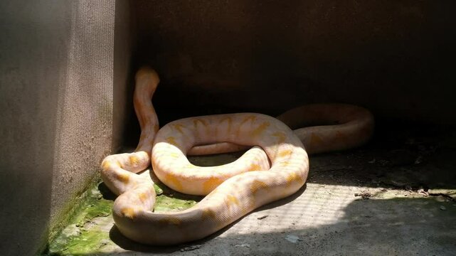 Albino burmese python try to crawling on the wall. The Burmese python is one of the largest snakes in the world.