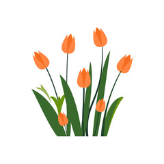 Color vector Tulips isolated on white background.