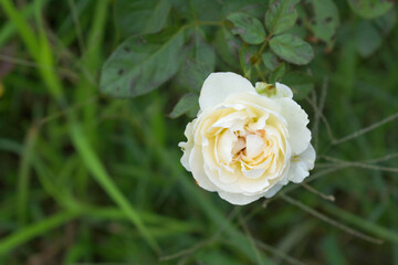 Beautiful White rose flower closeup in garden, A very beautiful rose flower bloomed on the rose tree, Rose flower, bloom flowers, Natural spring flower,  Nature