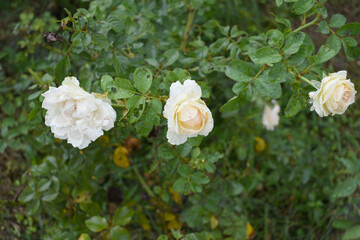 Beautiful White rose flower closeup in garden, A very beautiful rose flower bloomed on the rose tree, Rose flower, bloom flowers, Natural spring flower,  Nature