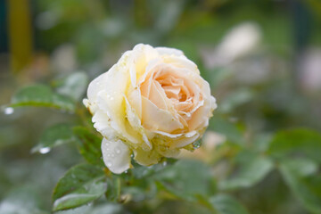 Beautiful White rose flower closeup in garden, A very beautiful rose flower bloomed on the rose tree, Rose flower, bloom flowers, Natural spring flower,  Nature