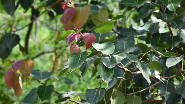 Bodhi tree. Ficus religiosa. Sacred fig. Nature background