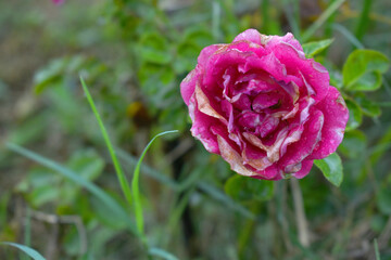 Beautiful red rose flower closeup in garden, A very beautiful rose flower bloomed on the rose tree, Rose flower, bloom flowers, Natural spring flower,  Nature