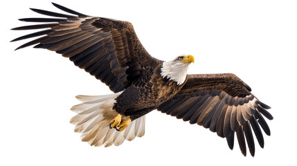 Naklejka premium Bald Eagle Flying Image – Powerful Predator