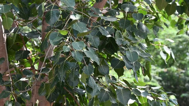 Bodhi tree. Ficus religiosa. Sacred fig. Nature background
