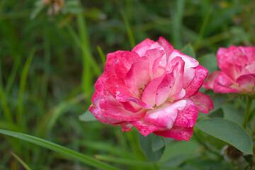 Beautiful pink white rose flower closeup in garden, A very beautiful rose flower bloomed on the rose tree, Rose flower, bloom flowers, Natural spring flower,  Nature