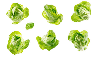 Green butterhead lettuce cabbage on transparent background 