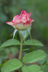Obraz premium Beautiful pink white rose flower closeup in garden, A very beautiful rose flower bloomed on the rose tree, Rose flower, bloom flowers, Natural spring flower, Nature