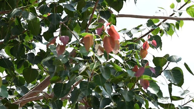 Bodhi tree. Ficus religiosa. Sacred fig. Nature background