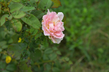 Beautiful pink white rose flower closeup in garden, A very beautiful rose flower bloomed on the rose tree, Rose flower, bloom flowers, Natural spring flower,  Nature