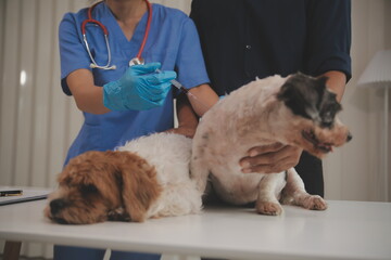 At a modern veterinary clinic, a Panshi Tzu puppy sits on an examination table. Meanwhile, a female veterinarian assesses the health of a healthy dog ​​being examined by a professional veterinarian.