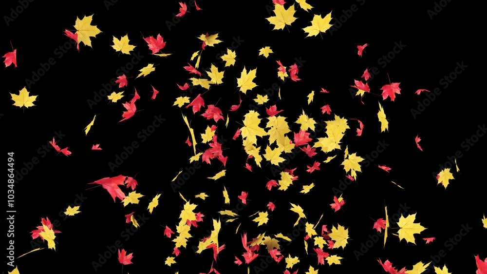 Wall mural maple leaves burst on alpha channel. 3d rendering. element footage place on background and easier to