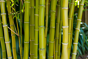 Obraz premium Lush green bamboo forest photography