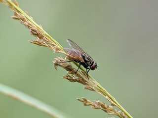 house fly on plant stem with blur background