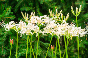 輝く曼珠沙華