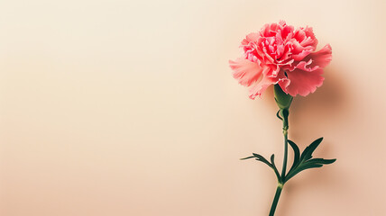 Pink Carnation Bloom Against Soft Pastel Background with Copy Space