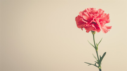 Pink Carnation Bloom Against Soft Pastel Background with Copy Space