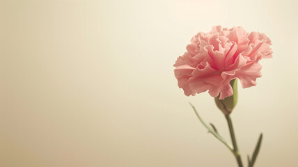 Pink Carnation Bloom Against Soft Pastel Background with Copy Space