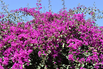Obraz premium Pink Bougainvillea flowers growing in a garden
