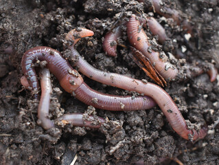 Earthworms crawling In the soil closeup