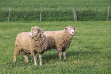 Obraz premium Flock of woolly sheep grazing in a lush green pasture, surrounded by trees and rural landscape in countryside, Australia