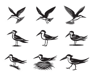 Fototapeta premium Collection of Black Skimmer Vector illustration - Black Skimmer Bird Clipart Design 