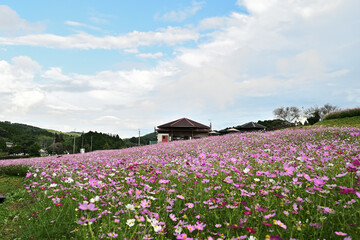 美しい上原高原コスモス園の自然