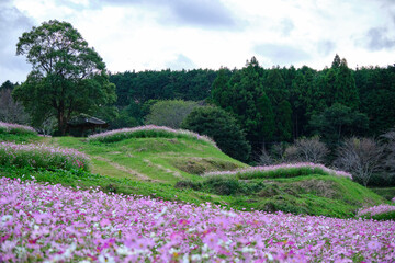 満開に開花する上原高原コスモス園